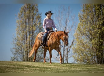 American Quarter Horse, Ruin, 5 Jaar, 147 cm, Falbe