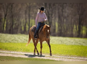 American Quarter Horse, Ruin, 5 Jaar, 147 cm, Falbe