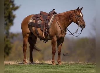 American Quarter Horse, Ruin, 5 Jaar, 147 cm, Falbe