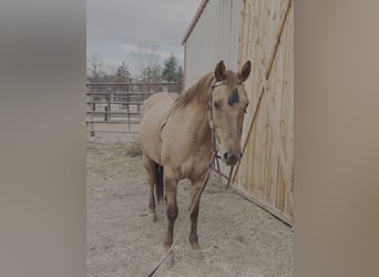 American Quarter Horse, Ruin, 5 Jaar, 147 cm, Falbe