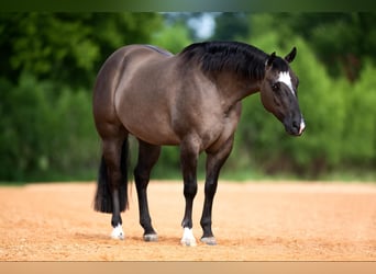 American Quarter Horse, Ruin, 5 Jaar, 147 cm, Falbe