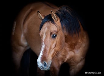 American Quarter Horse, Ruin, 5 Jaar, 147 cm, Falbe