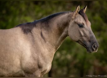 American Quarter Horse, Ruin, 5 Jaar, 147 cm, Grullo