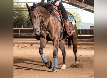 American Quarter Horse, Ruin, 5 Jaar, 147 cm, Grullo