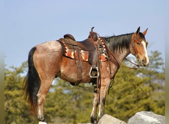 American Quarter Horse, Ruin, 5 Jaar, 147 cm