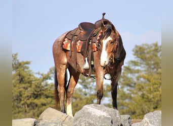 American Quarter Horse, Ruin, 5 Jaar, 147 cm