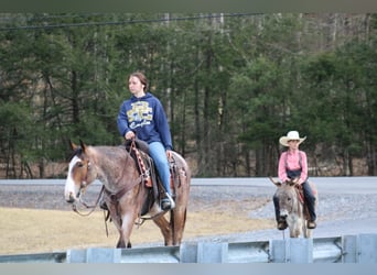 American Quarter Horse, Ruin, 5 Jaar, 147 cm