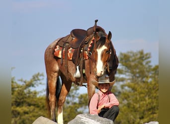 American Quarter Horse, Ruin, 5 Jaar, 147 cm