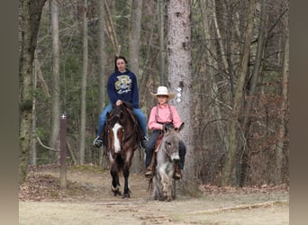 American Quarter Horse, Ruin, 5 Jaar, 147 cm