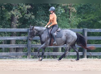 American Quarter Horse, Wallach, 5 Jahre, 147 cm, Roan-Blue