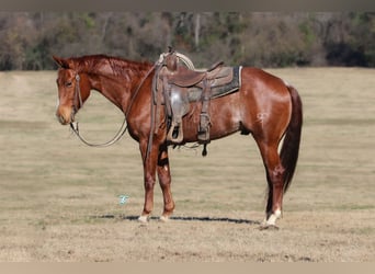 American Quarter Horse, Ruin, 5 Jaar, 147 cm, Roan-Red
