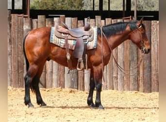 American Quarter Horse, Ruin, 5 Jaar, 147 cm, Roodbruin