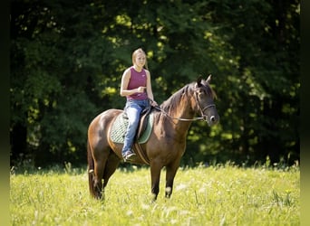 American Quarter Horse Mix, Ruin, 5 Jaar, 147 cm, Roodbruin