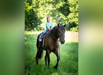 American Quarter Horse Mix, Ruin, 5 Jaar, 147 cm, Roodbruin