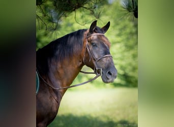 American Quarter Horse Mix, Ruin, 5 Jaar, 147 cm, Roodbruin