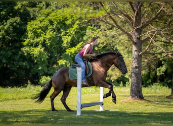 American Quarter Horse Mix, Ruin, 5 Jaar, 147 cm, Roodbruin