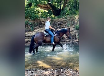 American Quarter Horse Mix, Ruin, 5 Jaar, 147 cm, Roodbruin