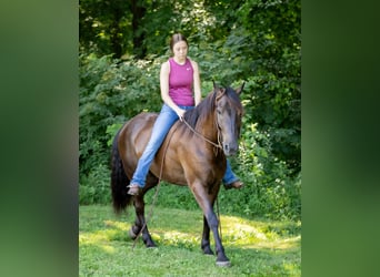 American Quarter Horse Mix, Ruin, 5 Jaar, 147 cm, Roodbruin