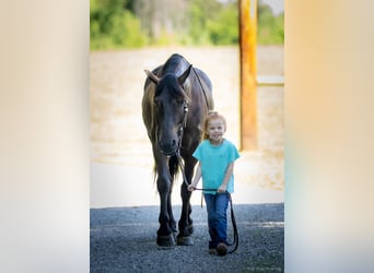 American Quarter Horse Mix, Ruin, 5 Jaar, 147 cm, Roodbruin