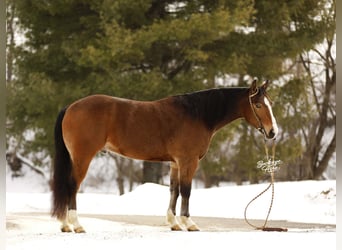 American Quarter Horse Mix, Ruin, 5 Jaar, 147 cm, Roodbruin