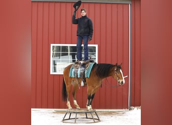 American Quarter Horse Mix, Ruin, 5 Jaar, 147 cm, Roodbruin