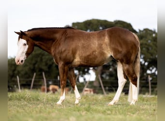 American Quarter Horse, Ruin, 5 Jaar, 147 cm, Roodvos