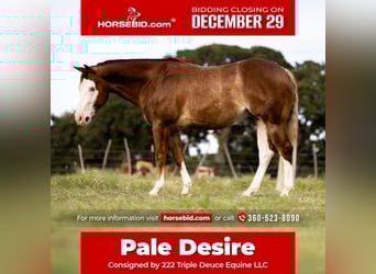 American Quarter Horse, Ruin, 5 Jaar, 147 cm, Roodvos