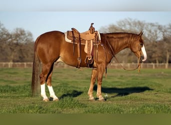 American Quarter Horse, Ruin, 5 Jaar, 147 cm, Roodvos