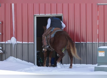 American Quarter Horse, Ruin, 5 Jaar, 147 cm, Roodvos