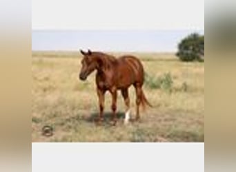 American Quarter Horse, Ruin, 5 Jaar, 147 cm, Roodvos
