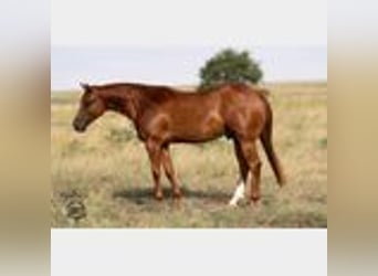 American Quarter Horse, Ruin, 5 Jaar, 147 cm, Roodvos