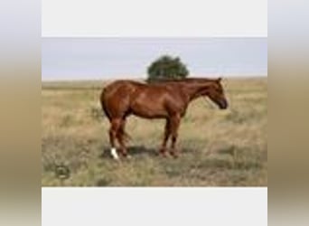 American Quarter Horse, Ruin, 5 Jaar, 147 cm, Roodvos