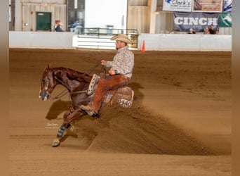 American Quarter Horse, Ruin, 5 Jaar, 147 cm, Roodvos