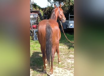 American Quarter Horse, Ruin, 5 Jaar, 148 cm, Vos