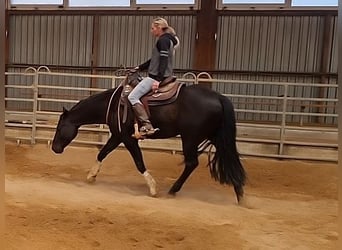 American Quarter Horse, Ruin, 5 Jaar, 148 cm, Zwart