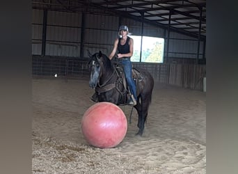 American Quarter Horse, Ruin, 5 Jaar, 150 cm, Appelschimmel