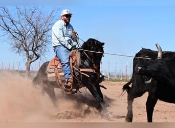 American Quarter Horse, Ruin, 5 Jaar, 150 cm, Bruin