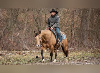 American Quarter Horse, Ruin, 5 Jaar, 150 cm, Buckskin
