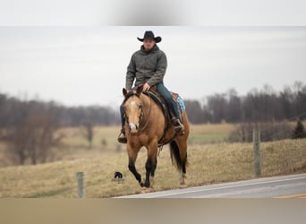 American Quarter Horse, Ruin, 5 Jaar, 150 cm, Buckskin