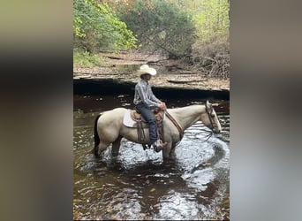 American Quarter Horse, Ruin, 5 Jaar, 150 cm, Buckskin