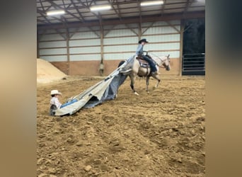 American Quarter Horse, Ruin, 5 Jaar, 150 cm, Buckskin