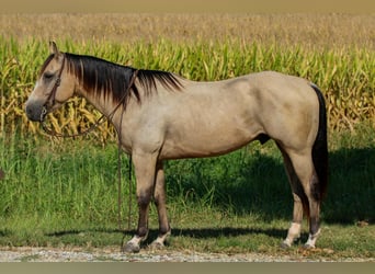 American Quarter Horse, Ruin, 5 Jaar, 150 cm, Buckskin
