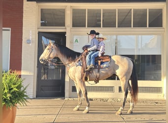 American Quarter Horse, Ruin, 5 Jaar, 150 cm, Buckskin