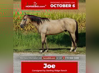 American Quarter Horse, Ruin, 5 Jaar, 150 cm, Buckskin