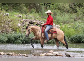 American Quarter Horse, Ruin, 5 Jaar, 150 cm, Buckskin