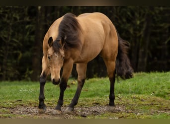 American Quarter Horse, Ruin, 5 Jaar, 150 cm, Buckskin