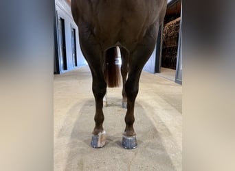 American Quarter Horse, Ruin, 5 Jaar, 150 cm, Donkere-vos