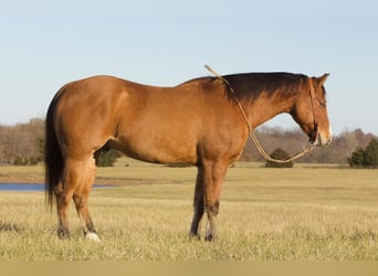 American Quarter Horse, Ruin, 5 Jaar, 150 cm, Falbe