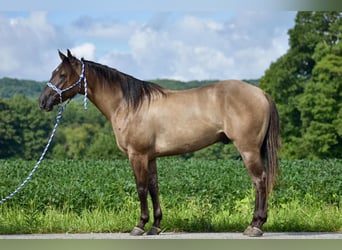 American Quarter Horse, Ruin, 5 Jaar, 150 cm, Grullo