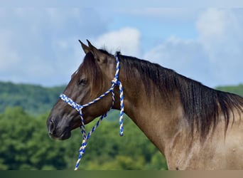 American Quarter Horse, Ruin, 5 Jaar, 150 cm, Grullo